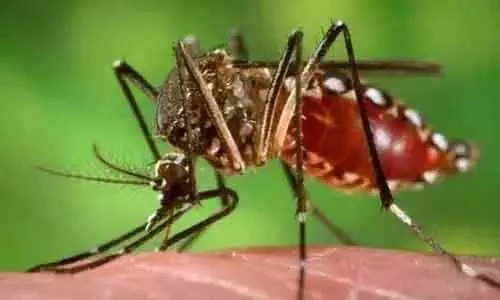 Andhra Pradesh में मच्छर जनित बुखार में गिरावट, लेकिन कुछ जिलों में डेंगू और चिकनगुनिया बढ़े Andhra Pradesh में मच्छर जनित बुखार में गिरावट, लेकिन कुछ जिलों में डेंगू और चिकनगुनिया बढ़े