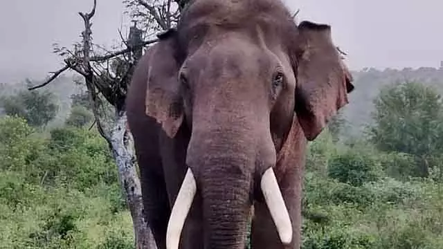 जंगली हाथी के हमले में एक व्यक्ति की मौत; सड़क पर शव छोड़े जाने से ग्रामीण नाराज जंगली हाथी के हमले में एक व्यक्ति की मौत; सड़क पर शव छोड़े जाने से ग्रामीण नाराज