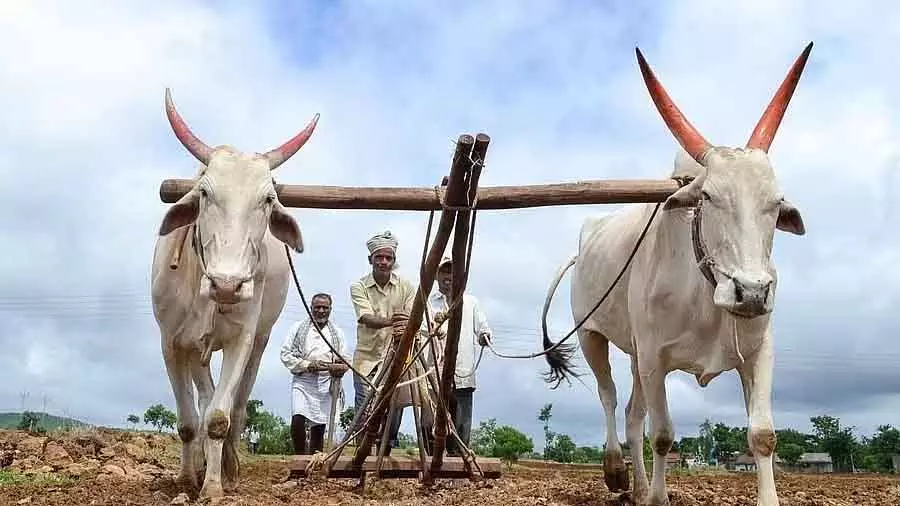 सरकार का दावा है कि कृषि, डेयरी सेक्टर सुरक्षित है; किसान चिंतित सरकार का दावा है कि कृषि, डेयरी सेक्टर सुरक्षित है; किसान चिंतित