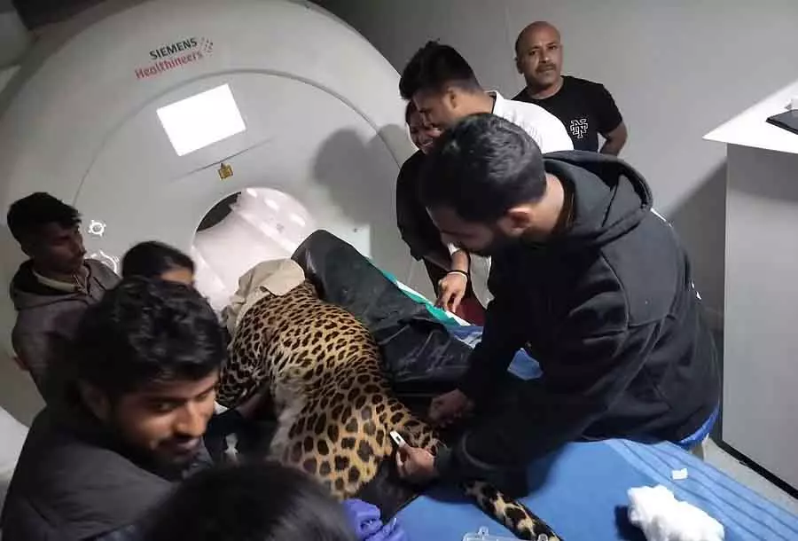 Karnataka : अपने पैरों पर कंट्रोल खो चुके तेंदुए के लिए MRI स्कैनिंग Karnataka : अपने पैरों पर कंट्रोल खो चुके तेंदुए के लिए MRI स्कैनिंग
