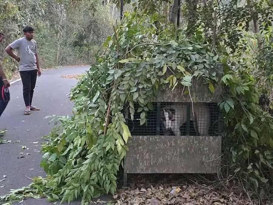 Bengaluru : बनशंकरी में दिखा तेंदुआ जाल में फंसा Bengaluru : बनशंकरी में दिखा तेंदुआ जाल में फंसा