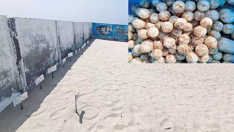 Dhanushkodi से 1,000 कछुए के अंडे हैचरी में ले जाए गए Dhanushkodi से 1,000 कछुए के अंडे हैचरी में ले जाए गए