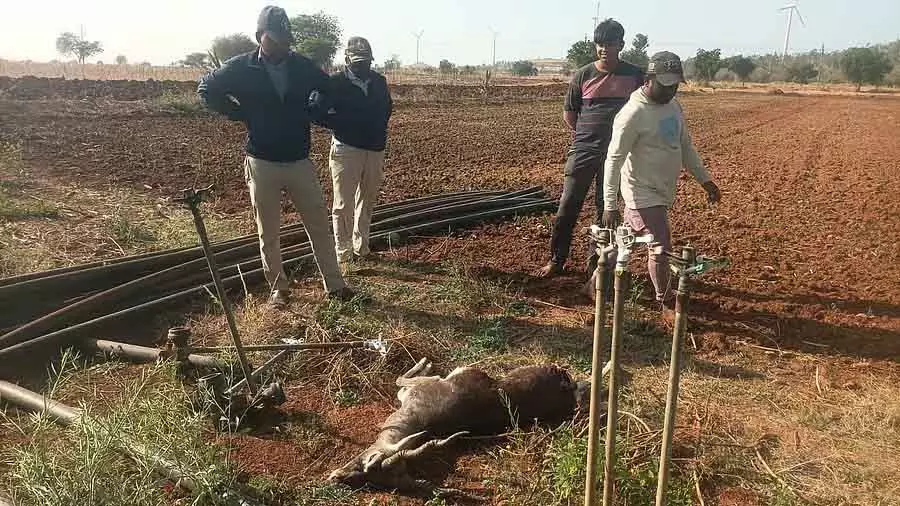 तेंदुए का हमला: काले हिरण की मौत तेंदुए का हमला: काले हिरण की मौत