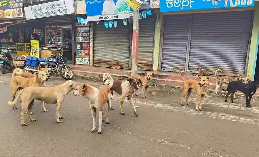Rabennur पागल कुत्तों का आतंक: लोग हैरान Rabennur पागल कुत्तों का आतंक: लोग हैरान