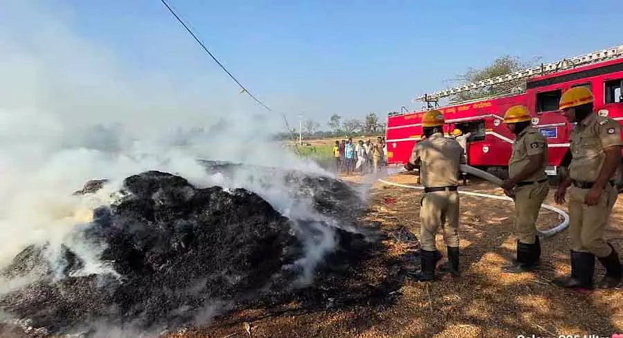 Accidental fire ; चने की फसल नष्ट Accidental fire ; चने की फसल नष्ट