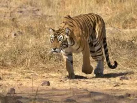 तेलंगाना के सिद्धिपेट जिले में बाघ का आतंक, लगातार मवेशियों का शिकार तेलंगाना के सिद्धिपेट जिले में बाघ का आतंक, लगातार मवेशियों का शिकार