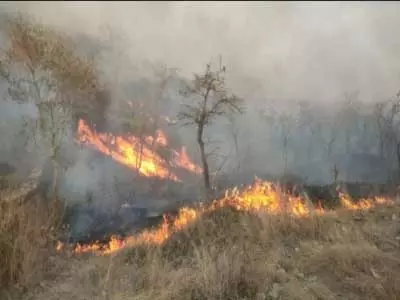 बढ़ती जंगल की आग की घटनाओं पर एनजीटी ने केंद्र और राज्यों को नोटिस जारी किया बढ़ती जंगल की आग की घटनाओं पर एनजीटी ने केंद्र और राज्यों को नोटिस जारी किया