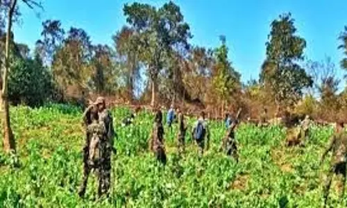 Jharkhand: 200 एकड़ में लगी अफीम की फसल नष्ट Jharkhand: 200 एकड़ में लगी अफीम की फसल नष्ट