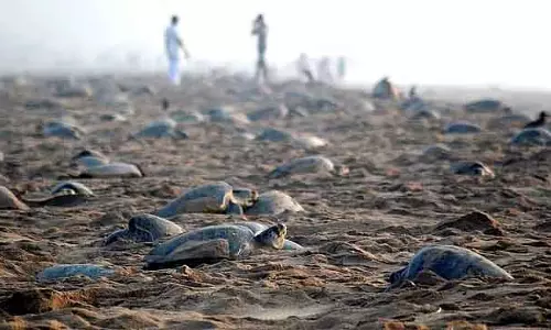 Olive Ridley कर्नाटक पर्यटन के लिए एक चुनौती