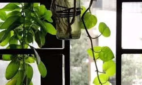 Vastu Tips for Plants: क्या आपके घर में भी गलत दिशा में रखा है यह पौधा? रुक सकती है तरक्की