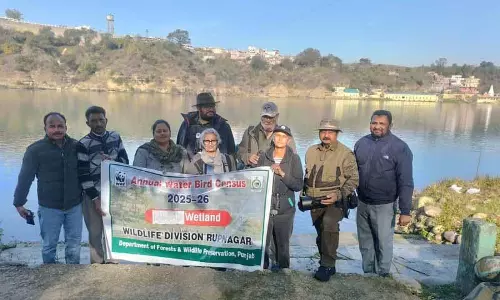 Ropar वेटलैंड में प्रवासी पक्षियों की संख्या कम बनी हुई है Ropar वेटलैंड में प्रवासी पक्षियों की संख्या कम बनी हुई है