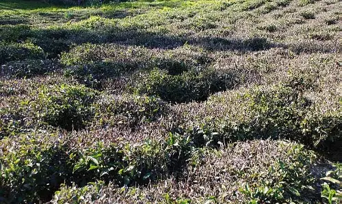 Nilgiris: पाला पड़ने से चाय उत्पादन को भारी नुकसान हुआ है