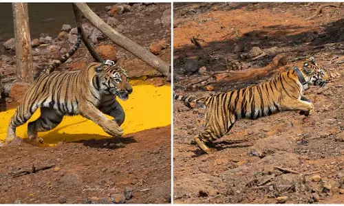 सह्याद्री टाइगर रिजर्व में तीसरी बाघिन जोड़ी गई: पेंच बाघिन को कोयना वन में Hirkani के रूप में छोड़ा गया सह्याद्री टाइगर रिजर्व में तीसरी बाघिन जोड़ी गई: पेंच बाघिन को कोयना वन में Hirkani के रूप में छोड़ा गया