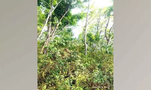 Kerala: जंगली जानवरों की वजह से स्थानीय लोगों को परेशानी हो रही Kerala: जंगली जानवरों की वजह से स्थानीय लोगों को परेशानी हो रही