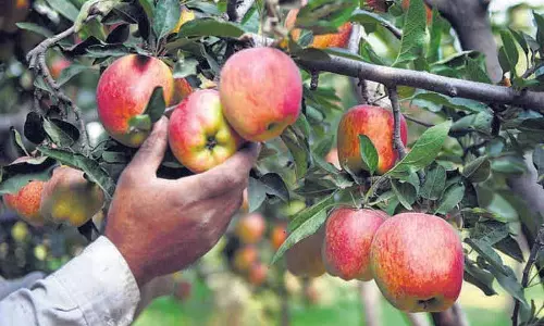 कोई सही डील नहीं, अमेरिकी सेब हमें नुकसान पहुंचाएगा: Himachal farmers कोई सही डील नहीं, अमेरिकी सेब हमें नुकसान पहुंचाएगा: Himachal farmers