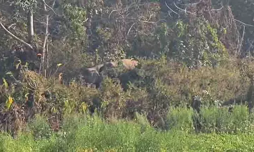 Hajipur, गोगट में हाथी का हमला, ग्रामीणों में दहशत Hajipur, गोगट में हाथी का हमला, ग्रामीणों में दहशत