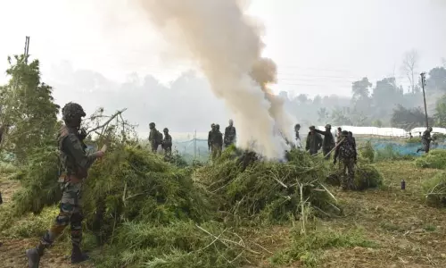 Tripura में असम राइफल्स ने नष्ट किए 1.75 लाख गांजे के पौधे