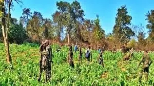 Jharkhand: 200 एकड़ में लगी अफीम की फसल नष्ट Jharkhand: 200 एकड़ में लगी अफीम की फसल नष्ट