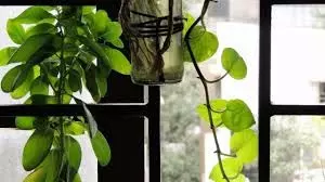 Vastu Tips for Plants: क्या आपके घर में भी गलत दिशा में रखा है यह पौधा? रुक सकती है तरक्की Vastu Tips for Plants: क्या आपके घर में भी गलत दिशा में रखा है यह पौधा? रुक सकती है तरक्की