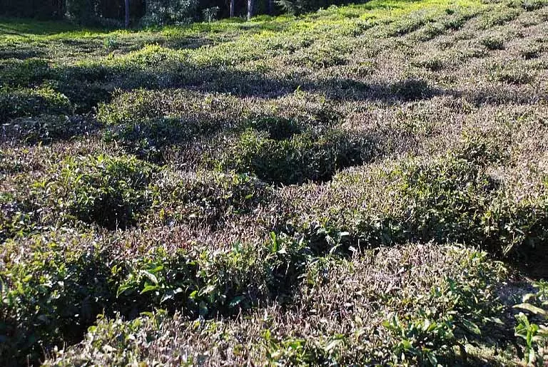 Nilgiris: पाला पड़ने से चाय उत्पादन को भारी नुकसान हुआ है Nilgiris: पाला पड़ने से चाय उत्पादन को भारी नुकसान हुआ है