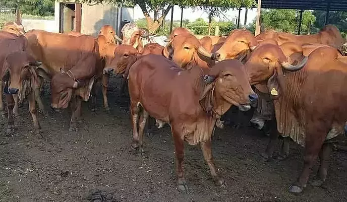 Vijayawada में नाले में गिरने के बाद दो गायों को बचाया गया Vijayawada में नाले में गिरने के बाद दो गायों को बचाया गया