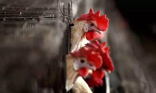 Bird Flu चेतावनी: बिना उबाले न खाएं