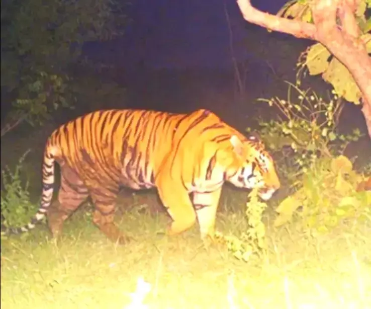 Karimnagar में हाई अलर्ट, थंगल्लापल्ली मंडल में भटकता हुआ बाघ देखा गया Karimnagar में हाई अलर्ट, थंगल्लापल्ली मंडल में भटकता हुआ बाघ देखा गया
