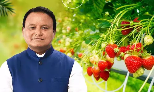 मीठी सफलता, CM Majhi ने कटक के किसानों की स्ट्रॉबेरी की खेती की सराहना की मीठी सफलता, CM Majhi ने कटक के किसानों की स्ट्रॉबेरी की खेती की सराहना की
