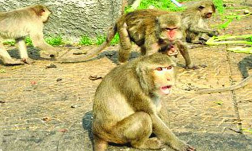 Palakurthi के गांववालों ने बंदरों की समस्या से निपटने के लिए पैसे जुटाए