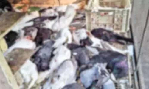 Kerala : आवारा कुत्तों के हमले में कबूतरों की मौत