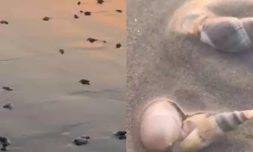 Puri के ब्लू फ्लैग बीच पर समुद्री घोंघे की दुर्लभ लहरें कैद