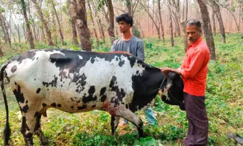 Kerala : एक बाघ ने गाय पर हमला किया Kerala : एक बाघ ने गाय पर हमला किया