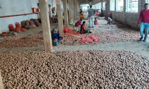 Farrukhabad: आलू के दाम टूटे, खेती घाटे का सौदा Farrukhabad: आलू के दाम टूटे, खेती घाटे का सौदा