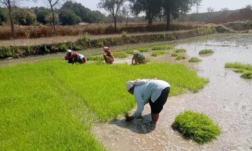 धान के साथ वैकल्पिक फसलों की ओर बढ़ते धमतरी के किसान, रागी की खेती में बढ़ी भागीदारी