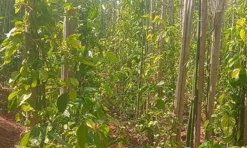 Bagalkot : पान के पत्तों की अच्छी कीमत, किसान खुश Bagalkot : पान के पत्तों की अच्छी कीमत, किसान खुश