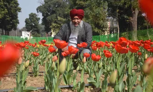 Ludhiana में खिले ट्यूलिप, पंजाब एग्रीकल्चरल यूनिवर्सिटी का फ्लोरीकल्चर एक्सपेरिमेंट