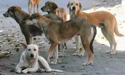 आवारा कुत्तों के संपर्क में आने से बचें, skin disease का खतरा बढ़ रहा आवारा कुत्तों के संपर्क में आने से बचें, skin disease का खतरा बढ़ रहा