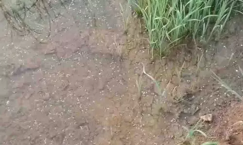 Urea न मिलने पर किसान ने चावल में बीयर मिलाकर खाद बनाई Urea न मिलने पर किसान ने चावल में बीयर मिलाकर खाद बनाई