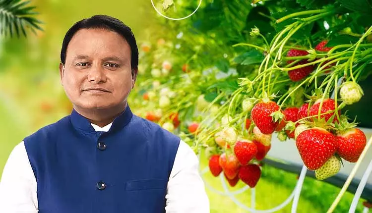 मीठी सफलता, CM Majhi ने कटक के किसानों की स्ट्रॉबेरी की खेती की सराहना की मीठी सफलता, CM Majhi ने कटक के किसानों की स्ट्रॉबेरी की खेती की सराहना की