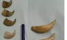 DRI ने नामपल्ली में बाघ के 7 नाखून, कुत्ते के 3 दांत ज़ब्त किए DRI ने नामपल्ली में बाघ के 7 नाखून, कुत्ते के 3 दांत ज़ब्त किए