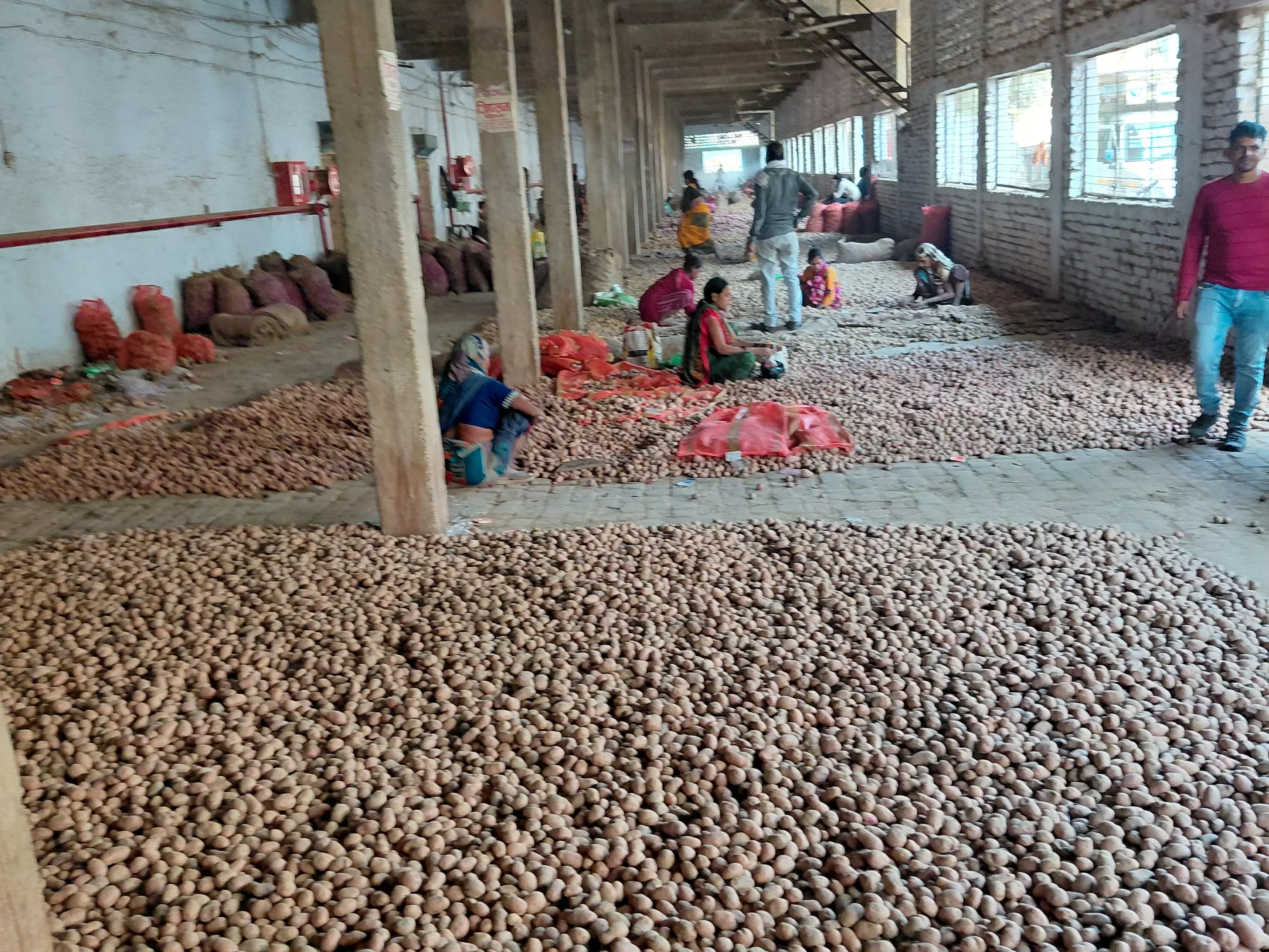 Farrukhabad: आलू के दाम टूटे, खेती घाटे का सौदा Farrukhabad: आलू के दाम टूटे, खेती घाटे का सौदा