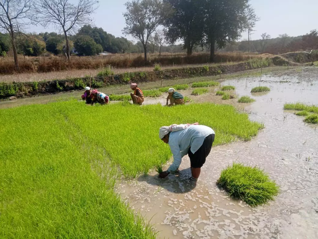 धान के साथ वैकल्पिक फसलों की ओर बढ़ते धमतरी के किसान, रागी की खेती में बढ़ी भागीदारी धान के साथ वैकल्पिक फसलों की ओर बढ़ते धमतरी के किसान, रागी की खेती में बढ़ी भागीदारी
