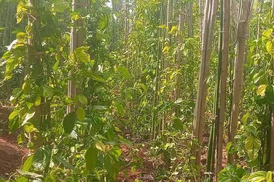Bagalkot : पान के पत्तों की अच्छी कीमत, किसान खुश Bagalkot : पान के पत्तों की अच्छी कीमत, किसान खुश