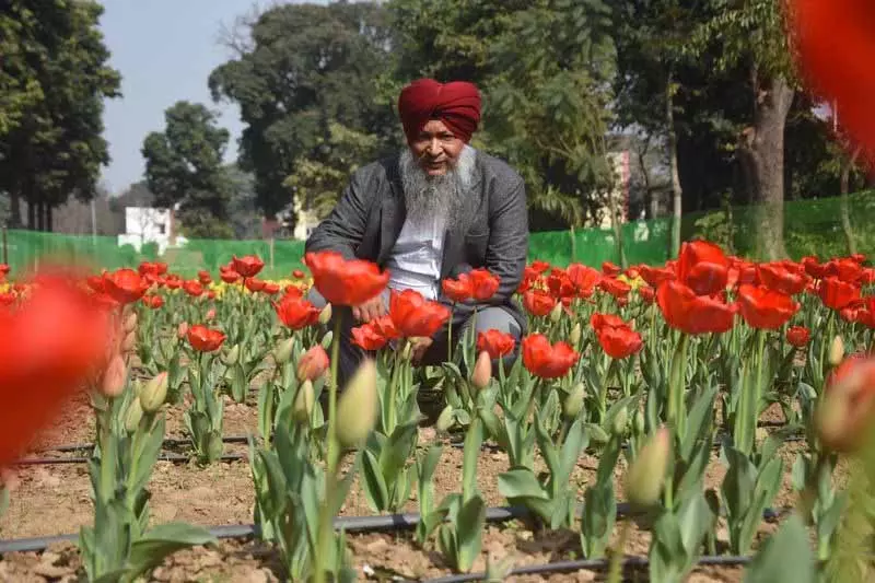 Ludhiana में खिले ट्यूलिप, पंजाब एग्रीकल्चरल यूनिवर्सिटी का फ्लोरीकल्चर एक्सपेरिमेंट Ludhiana में खिले ट्यूलिप, पंजाब एग्रीकल्चरल यूनिवर्सिटी का फ्लोरीकल्चर एक्सपेरिमेंट