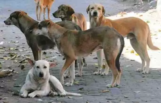 आवारा कुत्तों के संपर्क में आने से बचें, skin disease का खतरा बढ़ रहा आवारा कुत्तों के संपर्क में आने से बचें, skin disease का खतरा बढ़ रहा