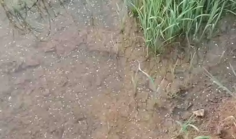 Urea न मिलने पर किसान ने चावल में बीयर मिलाकर खाद बनाई Urea न मिलने पर किसान ने चावल में बीयर मिलाकर खाद बनाई