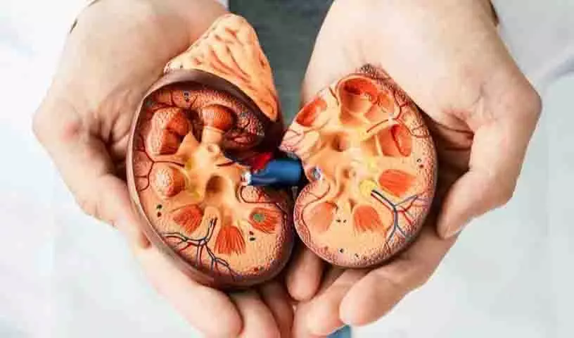 रोज़ाना ये चीज़ें खाएं ताकि आपकी Kidney हेल्दी रहे रोज़ाना ये चीज़ें खाएं ताकि आपकी Kidney हेल्दी रहे