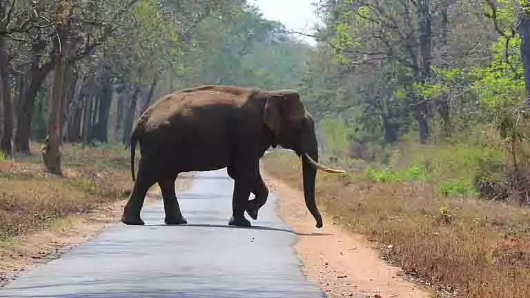 मवेशी चराते समय हिरण ने बूढ़े आदमी पर हमला किया मवेशी चराते समय हिरण ने बूढ़े आदमी पर हमला किया