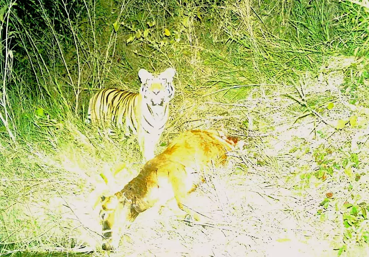 Tiger सिद्दीपेट में वापस आ गया है, और ज़रूरत पड़ने पर उसे पकड़ने के लिए टीम भी है Tiger सिद्दीपेट में वापस आ गया है, और ज़रूरत पड़ने पर उसे पकड़ने के लिए टीम भी है