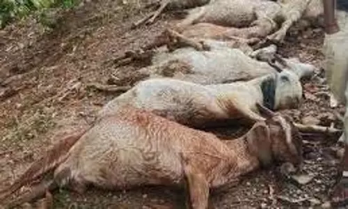 Faridabad: जहरीला पानी पीने से बेजुबान बकरियों की दर्दनाक मौत Faridabad: जहरीला पानी पीने से बेजुबान बकरियों की दर्दनाक मौत